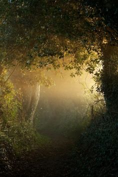 the sun is shining through the trees and leaves on the path to the woodside