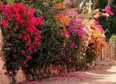 colorful flowers growing on the side of a stone wall next to a street with trees