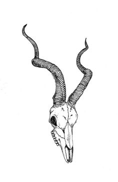 a black and white drawing of a bull's skull with long, curved horns