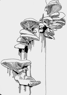 an ink drawing of mushrooms growing out of a tree stump with water dripping from the tops