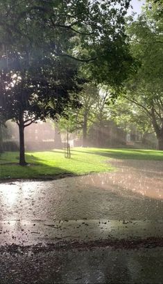 the sun shines through the trees on a rainy day in an open park area