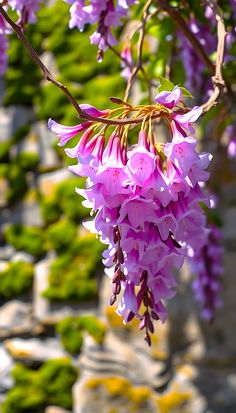 purple flowers hanging from a tree branch in front of rocks and plants with green leaves