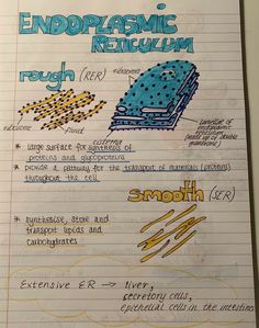 a notebook with some writing on it and an image of the endoprommic reticum