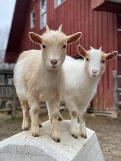 two goats standing on top of a cement block in front of a red barn and building