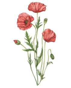 three red flowers with green stems and buds on a white background, watercolor drawing