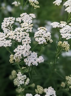 some white flowers that are in the grass