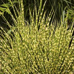 some very pretty green plants in the grass