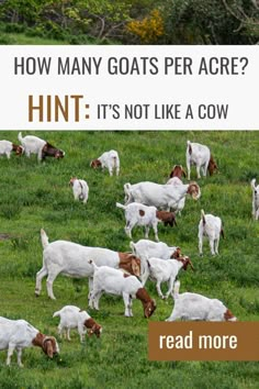 a herd of goats grazing in a field with the words how many goats per age? hint it's not like a cow