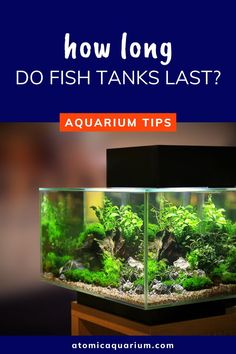 an aquarium with the words how long should a fish tank light be left on?