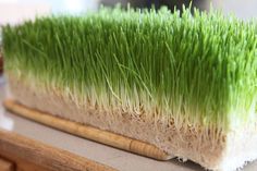 a close up of a brush with grass growing out of it's sides on a table