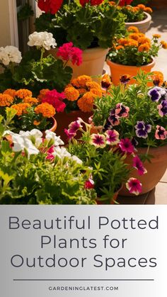 colorful potted plants with text overlay - beautiful potsted plants for outdoor spaces