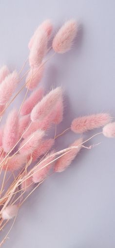 some pink flowers on a white table