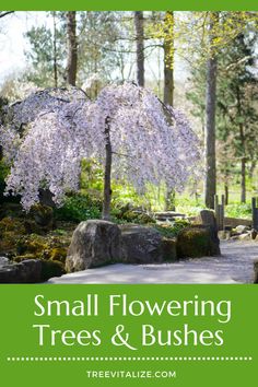 the words small flowering trees and bushes are in front of a tree with white flowers