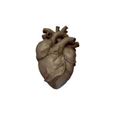 an image of a human heart on a white background