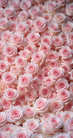 many pink roses are arranged in a pile