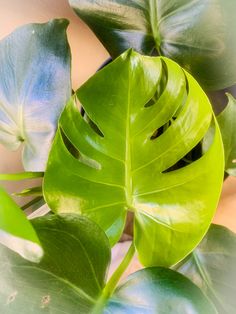 a green leafy plant with white and blue leaves on it's back side