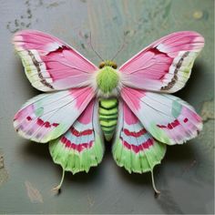 Welcome ♡ Please feel free to pin , save , or download any item from any of my boards ~ HAVE FUN ~ And don't forget to hit the FOLLOW button Pinned Butterfly, Rare Butterflies, Moth Photo, Unique Butterflies, Moths Art, Butterfly Real, Rare Butterfly, Pretty Bugs, Cute Insects