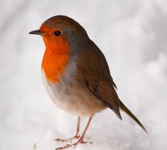 a small bird standing in the snow