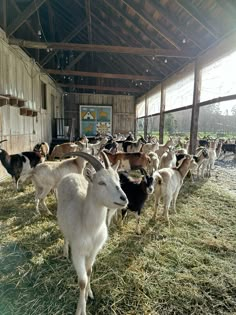 a herd of goats standing inside of a barn