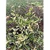 a small bush with green leaves in the grass