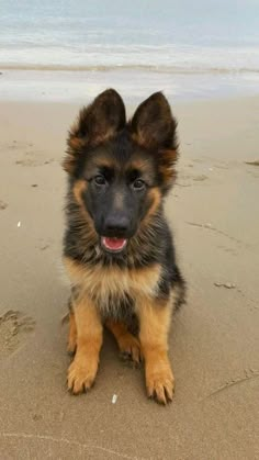 a small dog sitting on top of a sandy beach