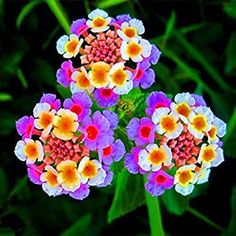 three different colored flowers with green stems in the background