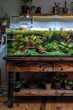 an aquarium filled with plants on top of a wooden table next to a shelf full of potted plants