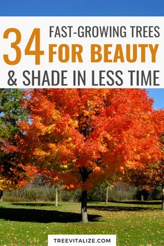 an orange tree with the words, 34 fast growing trees for beauty and shade in less time