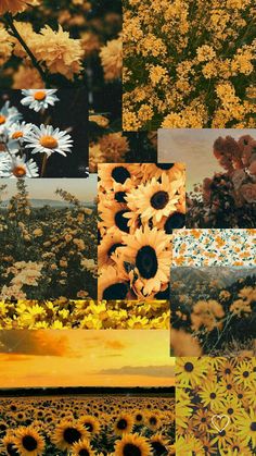 a collage of sunflowers and other flowers