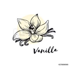 vanilla flower with the word vanilla written in black and white ink on a white background