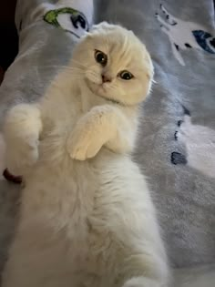 a white cat sitting on top of a bed with its paws in the air and eyes wide open