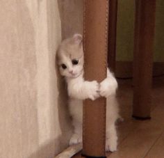 a small white kitten peeking out from behind a curtain