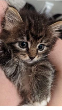 a small kitten is being held by someone