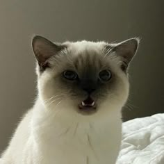 a siamese cat sitting on top of a bed looking at the camera with its mouth open