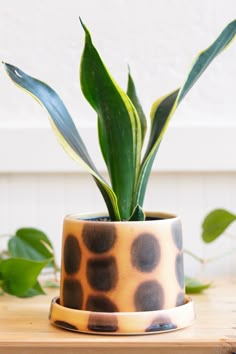 a potted plant sitting on top of a wooden table next to green plants and leaves