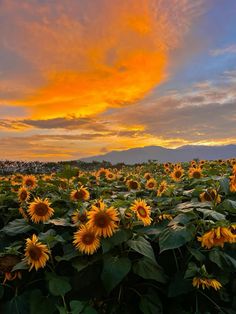 the sun is setting over a large field of sunflowers