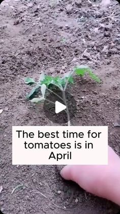 a hand is pointing at a small plant in the dirt with text over it that reads, the best time for tomatoes is in april