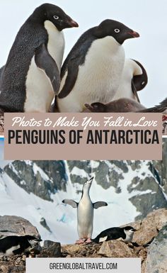 two penguins standing next to each other with the caption, photos to make you feel in love penguins of antarctica