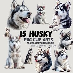 the husky dogs are all different colors and sizes