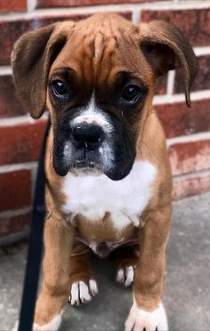 a small brown and white dog standing next to a brick wall