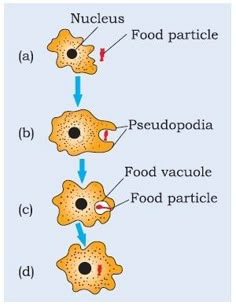 an animal cell diagram showing the food and function of each cell in its life cycle