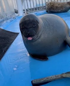 a seal sitting on top of a blue floor next to a hammer