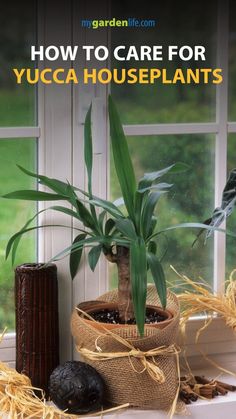 a potted plant sitting on top of a window sill