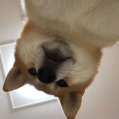 a close up of a dog's face with its nose hanging over the mirror