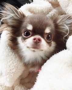 a small brown and white dog laying on top of a blanket