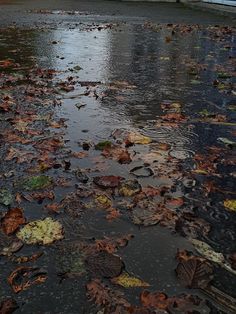 an umbrella is sitting on the wet ground in front of some trees and water with leaves all over it