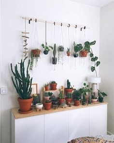 there are many potted plants on the shelf in front of the wall hanging from hooks