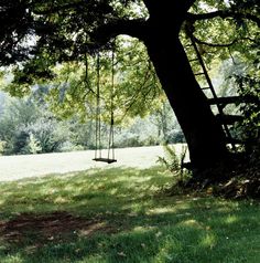 a swing in the shade of a large tree