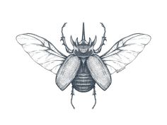 a black and white drawing of a bug