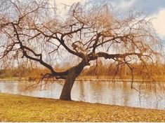 a large tree next to a body of water with no leaves on the ground in front of it